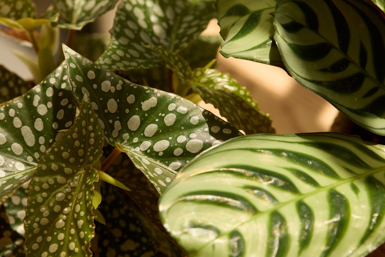 Zimmerpflanze, Life Coaching.